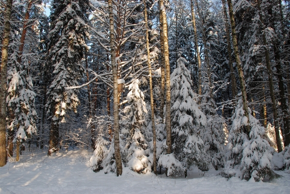 Tree forest branch snow Photo