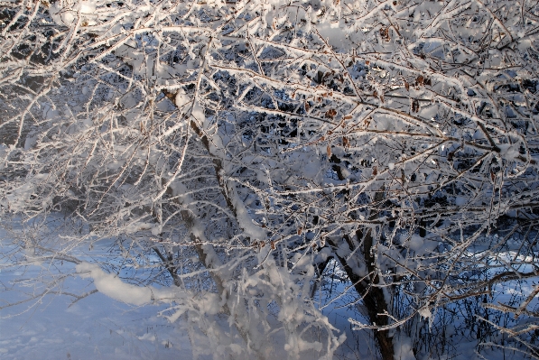 Tree branch snow winter Photo