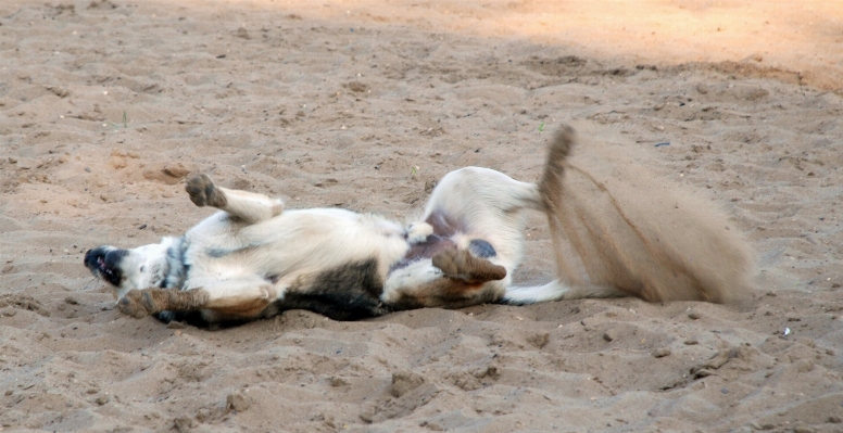 Foto Alam anjing peliharaan taman