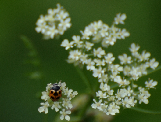 Nature branch blossom plant Photo