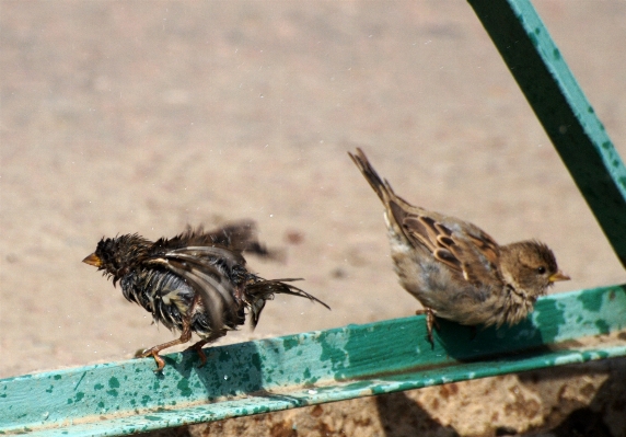 Nature bird wing wildlife Photo