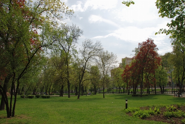 Tree nature forest grass Photo