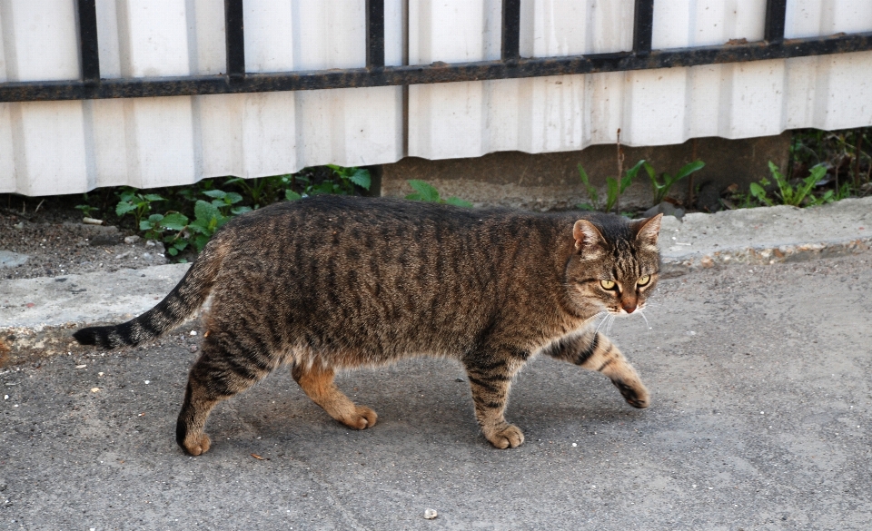 动物 宠物 猫 哺乳动物