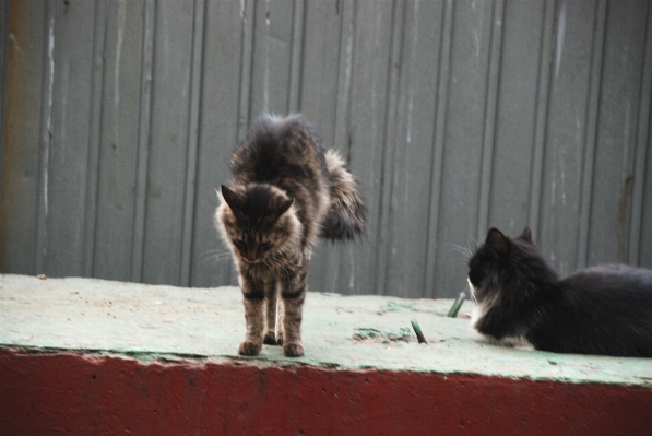 Foto Alam peliharaan kucing licik