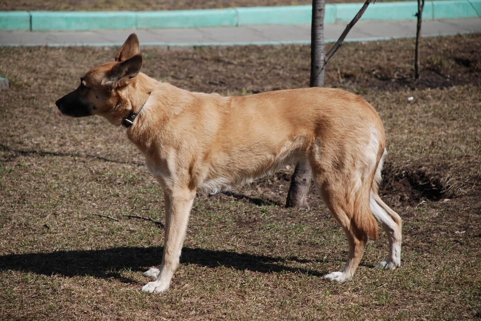 Cachorro bicho de estimação mamífero nikon
