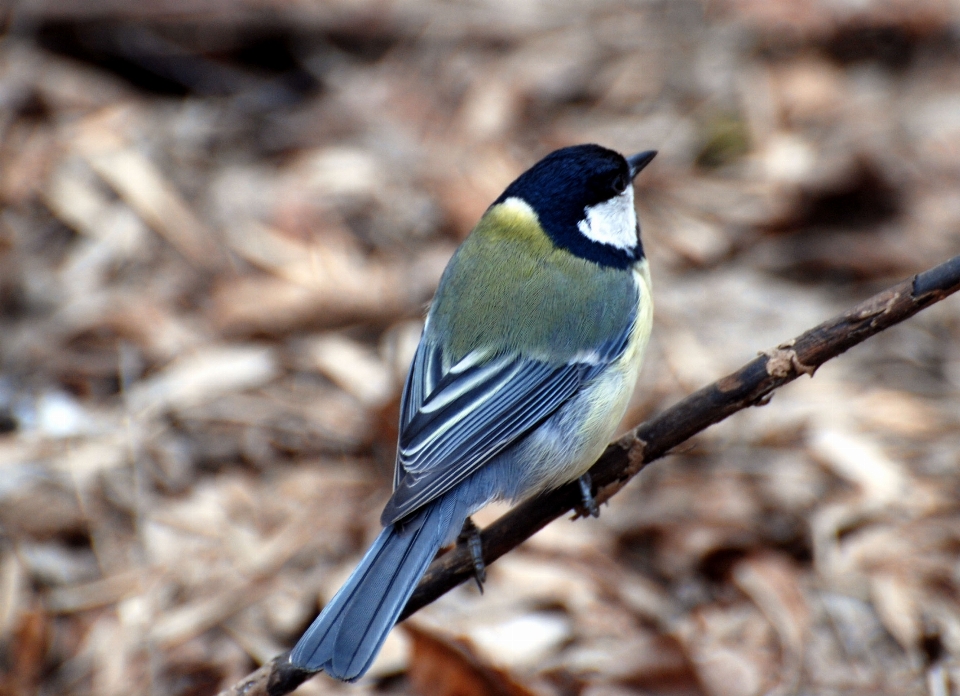 Nature branch bird wing