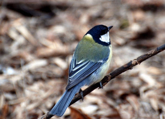 Nature branch bird wing Photo