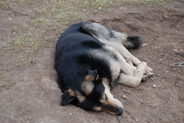 Puppy dog animal zoo Photo