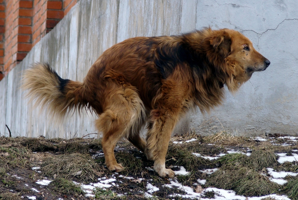 Anjing peliharaan mamalia hewan