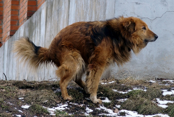 Foto Anjing peliharaan mamalia hewan