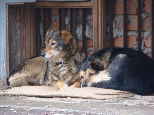 Foto Alam anak anjing satwa