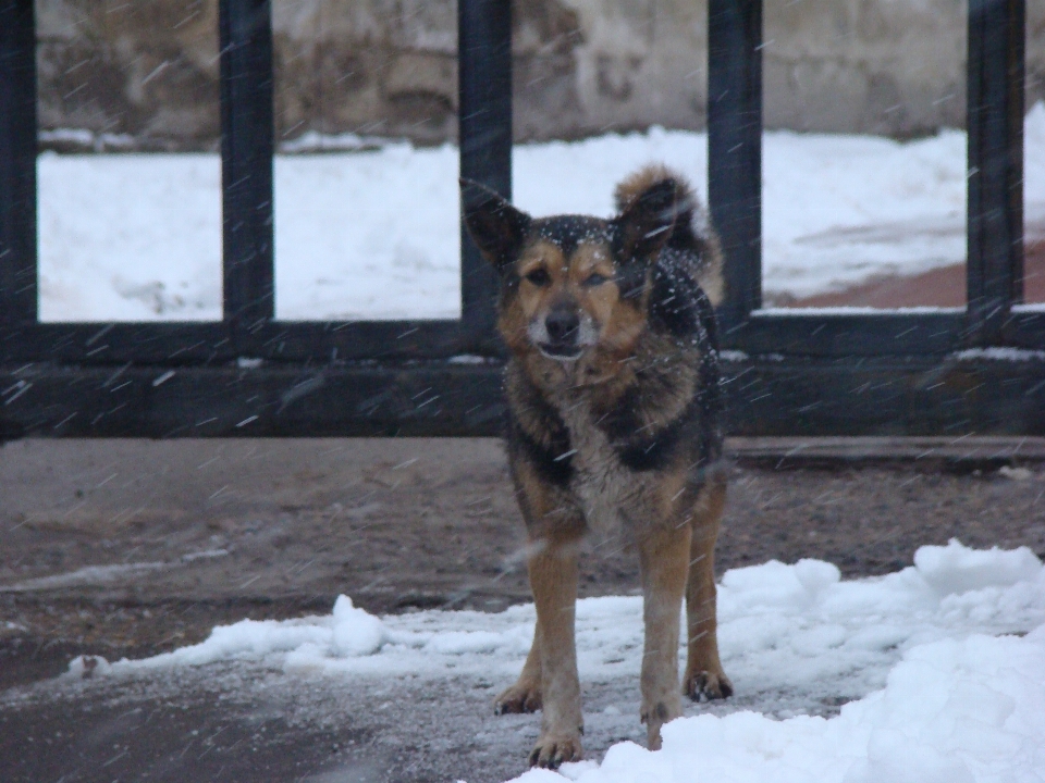 Neve inverno cachorro bicho de estimação