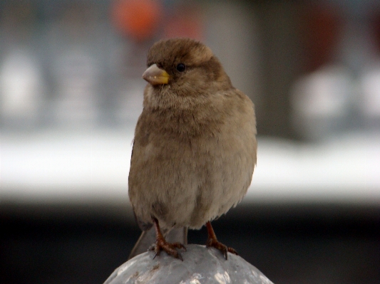 Nature bird wildlife beak Photo