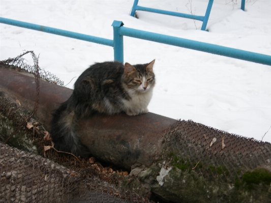 Doğa sokak hayvan kedi Fotoğraf