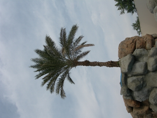 Tree nature rock branch Photo