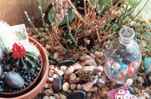 Flower glass food cacti Photo