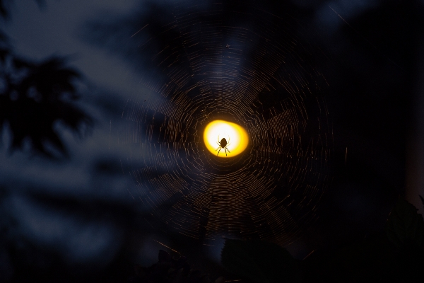 Foto Bayangan hitam lampu bokeh
 malam