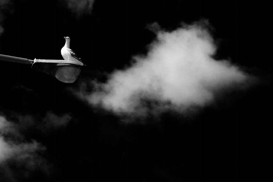 Oiseau aile lumière nuage