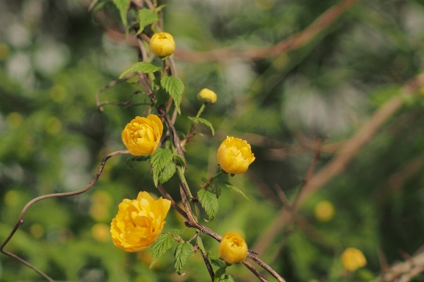 Nature branch blossom bokeh Photo