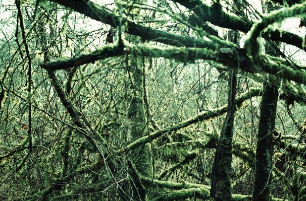 Tree forest branch plant Photo