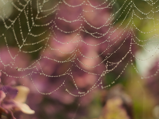 Dew light bokeh rain Photo