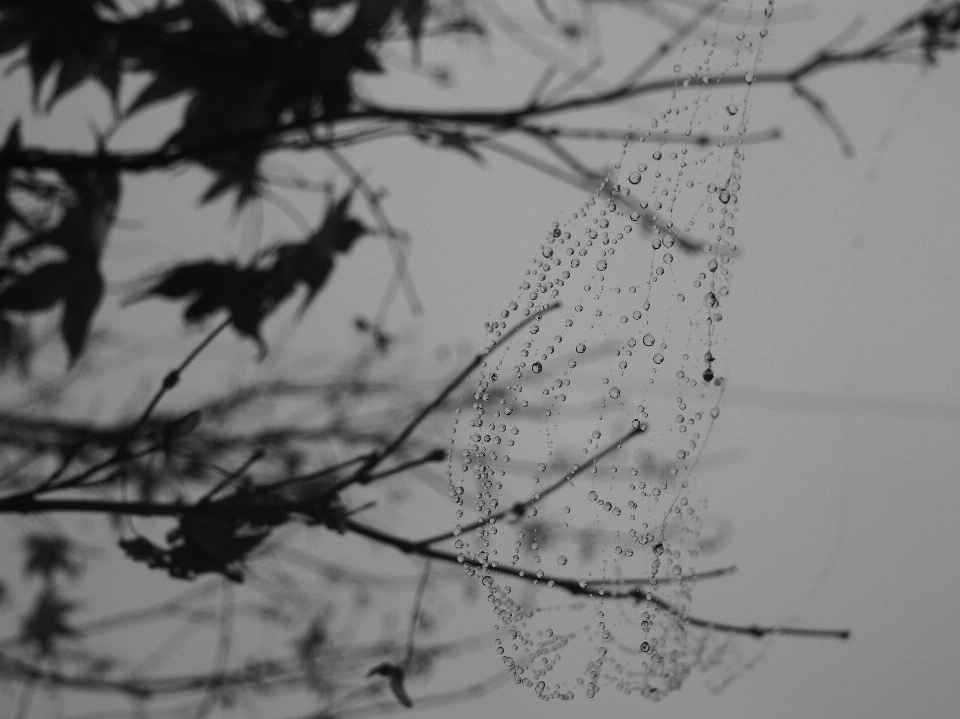 Arbre bifurquer neige hiver