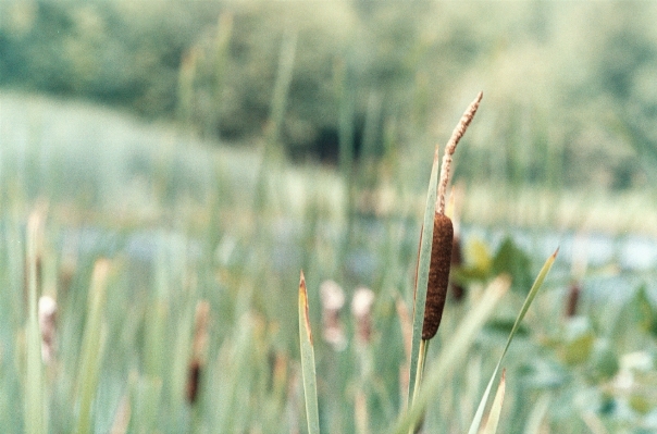 Nature grass plant field Photo