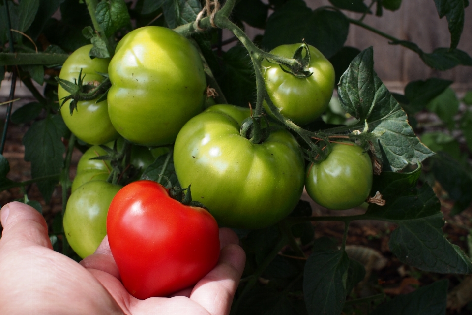 Plantar fruta flor maduro
