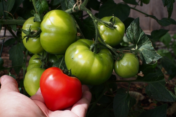 Plant fruit flower ripe Photo