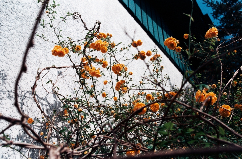 árbol naturaleza rama planta