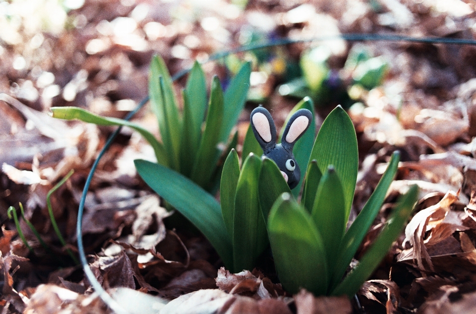 Plantar folha flor fujifilm
