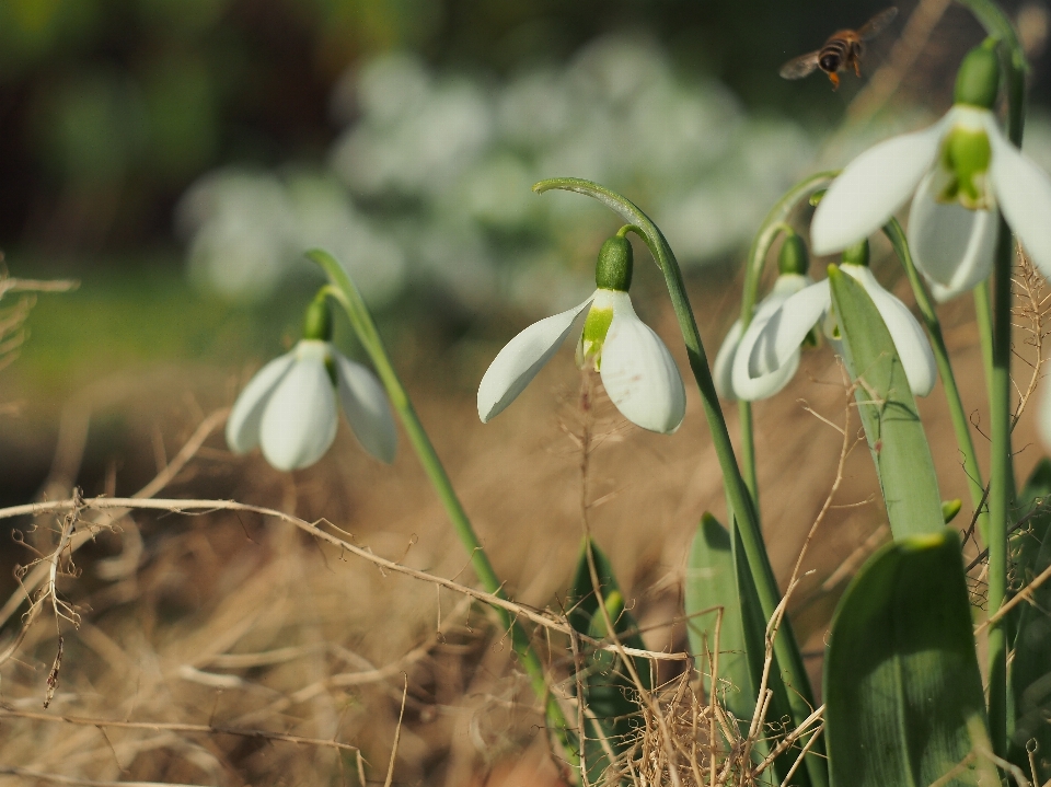 Natur gras anlage sonnenlicht