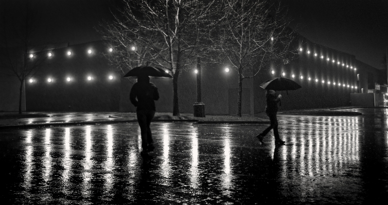 Foto árvore inverno luz preto e branco
