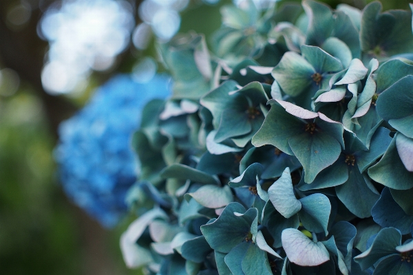 Natur zweig blüte anlage Foto