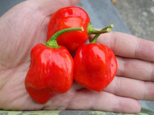 Anlage frucht essen produzieren Foto