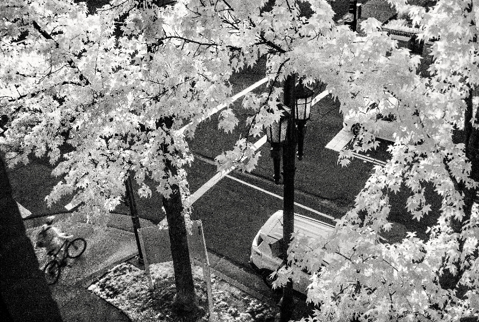 Albero ramo fiore bianco e nero
