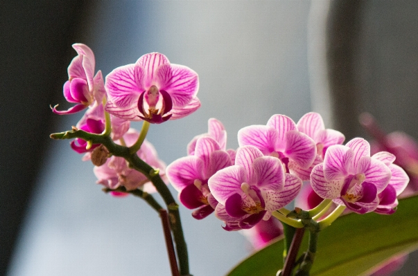 Blossom plant photography flower Photo