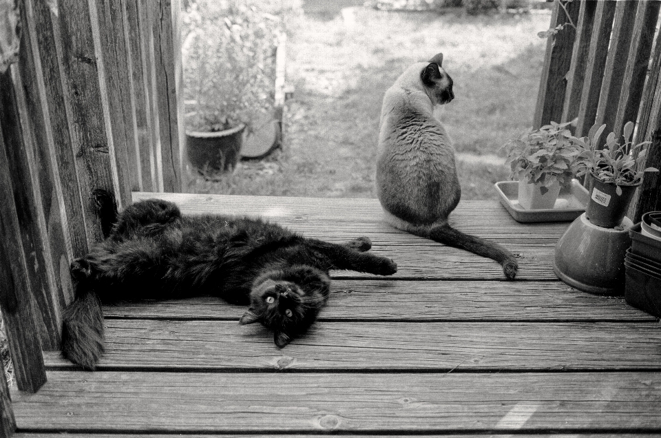 Preto e branco
 branco filme gato