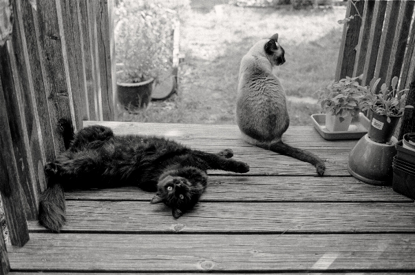 Foto Hitam dan putih
 putih film kucing