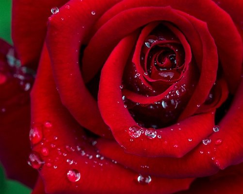 Water blossom plant photography Photo