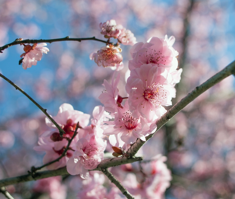 木 ブランチ 花 植物