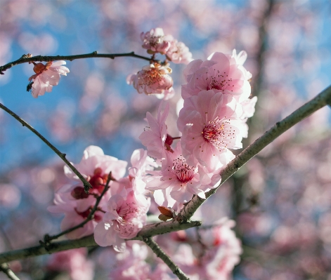 木 ブランチ 花 植物 写真