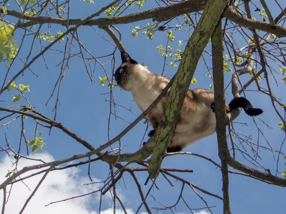 Ramo uccello animali selvatici gatto