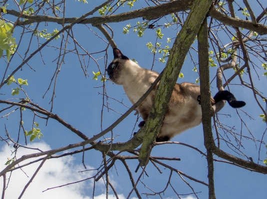 Foto Cabang burung margasatwa kucing