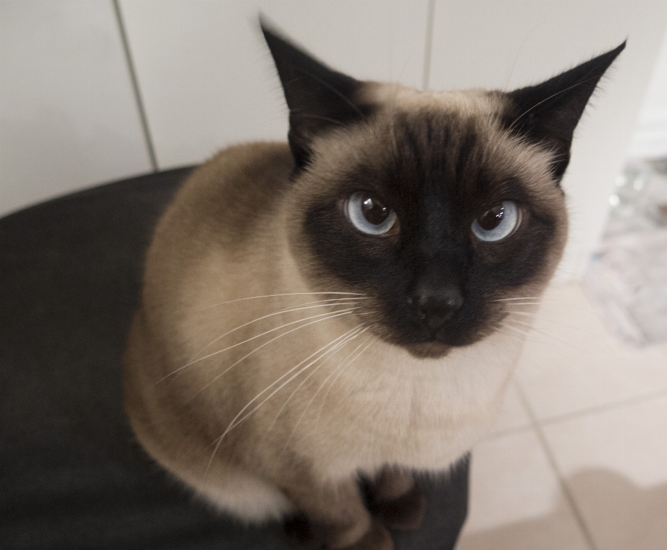 Cat mammal snowshoe baby