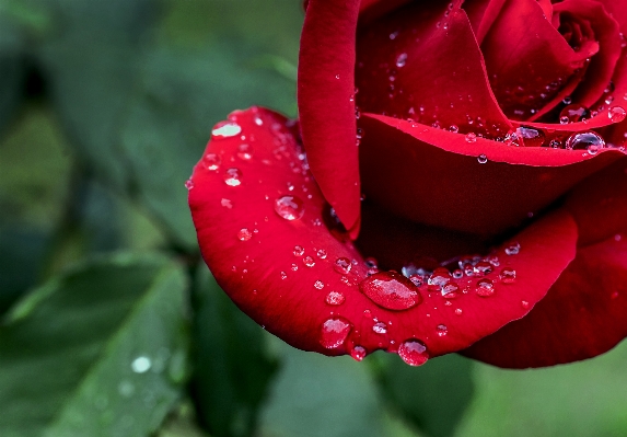 Blossom dew plant photography Photo