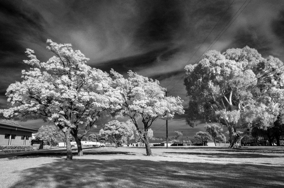 Albero ramo fiore bianco e nero
