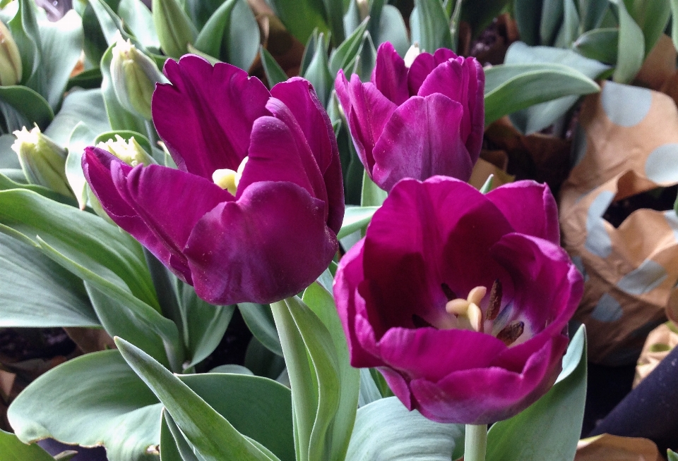 Planta flor pétalo tulipán