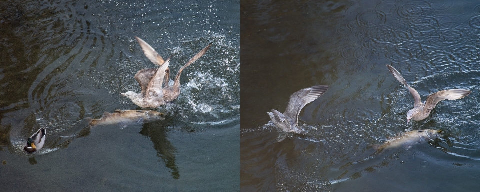 Wasser möwe tierwelt essen