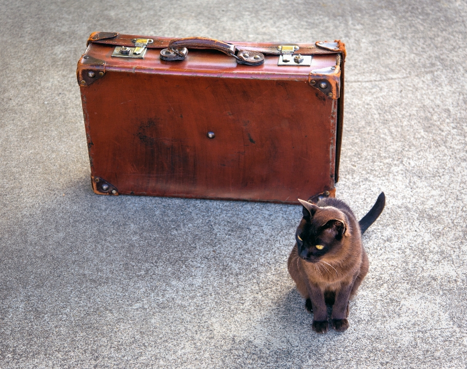 Furniture suitcase